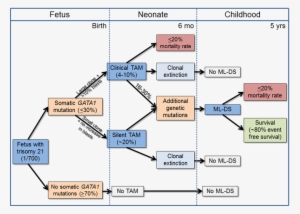 Natural History Of Transient Abnormal Myelopoiesis - Diagram #2139509