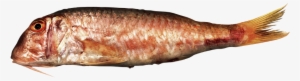 Red Mullet, Striped Mullet - Striped Red Mullet #2140151