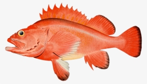 Rockfish Port Orford Seafood - Rougheye Rockfish #2140156