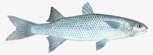 Mullet Fish Pictures Transparent #2140181