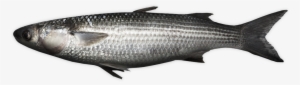 Grey Mullet - Thicklip Grey Mullet #2140229