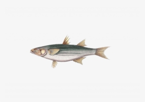 Golden Grey Mullet #2140910