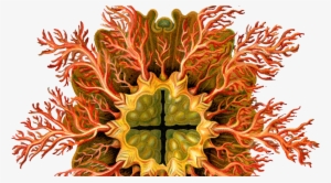 Drawing Trippy Nature Art Sci Ernst Haeckel Picture - Ernst Haeckel #2141020