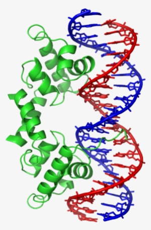 Parts Of Modern Dna - Helix Turn Helix Super Secondary Structure #2141109