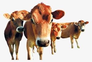 Heys Tripe - European Farming #2141885