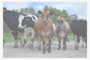 Cows Transparent - Dairy Cow #2142161