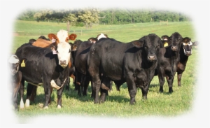 Usa Beef Cattle #2142314