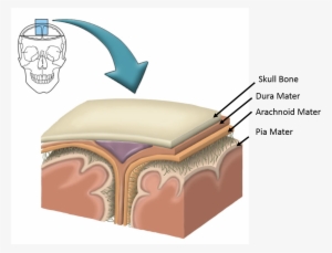 Dura Mater, The Arachnoid Mater, And The Pia Mater #2142412