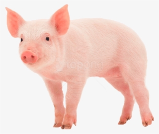 Pig - Pig Png #2143144 Pig - Pig Png #2143144