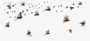 A Swarm Of Locusts - Locust #2143243