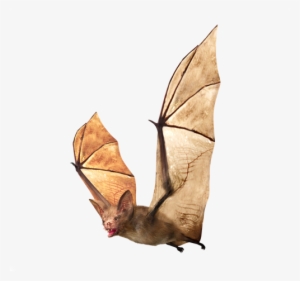 If You Are Experiencing A Bat Problem Give Us A Call - Vampire Bat #2143414 If You Are Experiencing A Bat Problem Give Us A Call - Vampire Bat #2143414