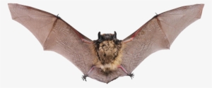 The Best Way To Approach A Bat Infestation Is To Call - Kinds Of Flying Animals #2143597