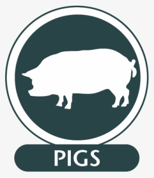 Monoclonal Antibodies For Use In Pigs - Domestic Pig #2143598