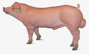 Fast Kantor - Produccion De Cerdos #2143652