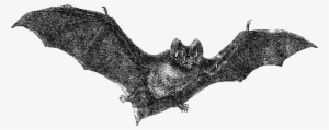 Flying Bats Png - Vintage Halloween Art Png #2143682