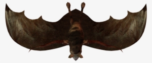 The Little Bats Have A Wingspan Of About 2 Feet - Pacific Sturgeon #2143811