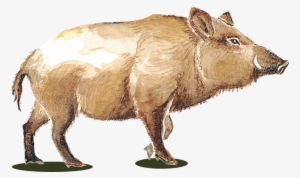 Wild Pig Wines - Wild Pig Wine Logo #2143840