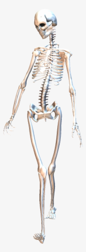 Skeleton Walking 3 - Skeleton #2144253