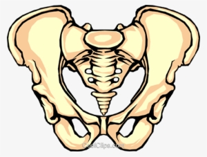 Pelvis Bone Royalty Free Vector Clip Art Illustration - Repair Of Ischial Tuberosity #2144270