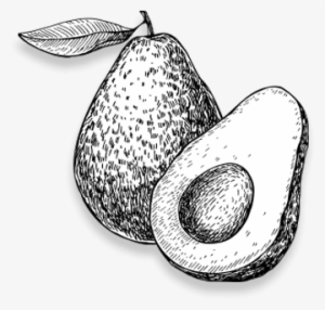 The Fruit Eventually Made Its Way Across The Atlantic - Black And White Picture Of Avocado #2144766