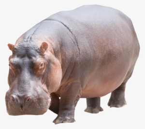 Hippo Png #2145299