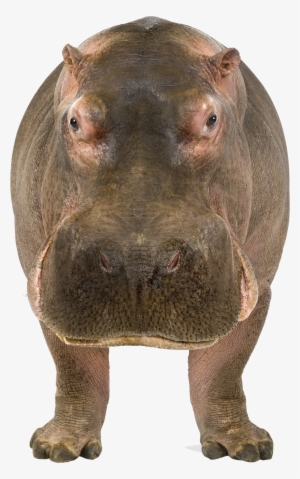 Hippo Png Banner Free Download - Hippo Png #2145301