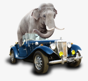 Car Elephant Fin - Indian Elephant #2145302