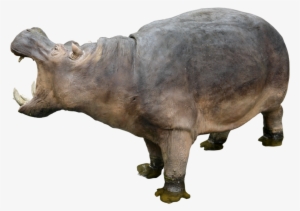 Hippopotamus Free Download Png - Hippo Png #2145321