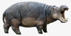 Hippopotamus Png Transparent Hippopotamus - Hippo Png #2145324