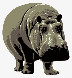 Hippo Photo Background - Zoo Posters #2145394