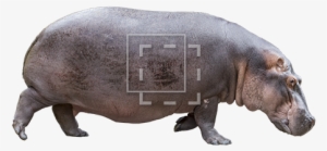 Hippo Side View - Hippo Face Side View #2145791