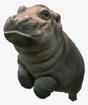 Baby Hippo Png #2145793