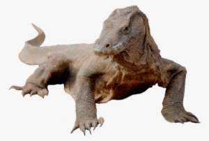 Komodo Dragon Png Picture - Komodo Png #2147898