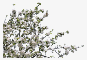 Spring Trees Png #2151084