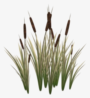 Transparent Plant Cattail - Cat Tail Plant Png #2151622
