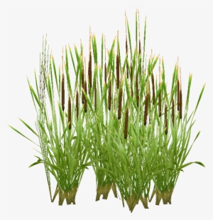 Typha - Chrysopogon Zizanioides #2151674