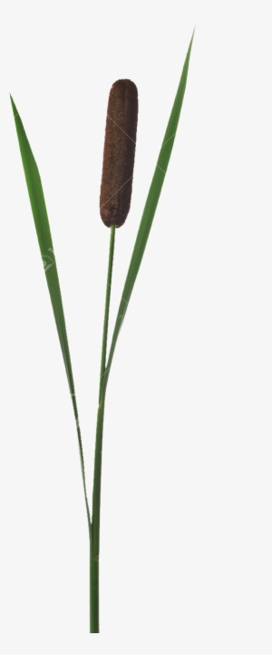 Beaver, Bog, Cattail, Dragonfly, Ecology, Eng, Fen, - Herbaceous Plant #2151769