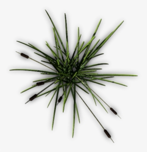 26 137k Cattail F 06 Feb 2009 - Grass #2151858