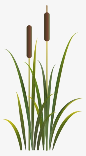 More Variety More Fun Bulrush Free Transparent Png Download Pngkey