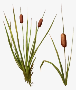 Bulrush Free Transparent Png Download Pngkey