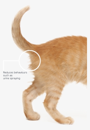 Cat Tail Back - Cat #2151937