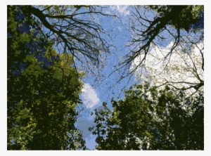 Vegetation Temperate Broadleaf And Mixed Forest Woodland - Vegetation #2152842