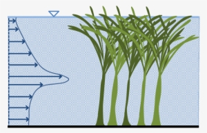 Schematic Of The Flow Field For Emergent Aquatic Vegetation - Aquatic Plant #2153213