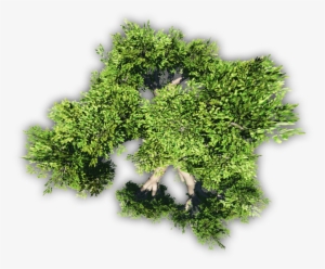 Meta 24 Mar 2009 - Rose Geranium Leaves #2153243