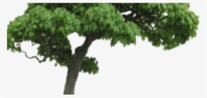 Related - Oak #2153289