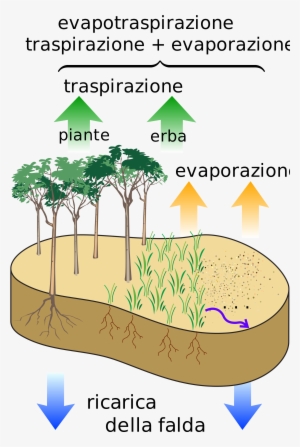 Removal Of Water[edit] - Evapotranspiration Rate #2153452