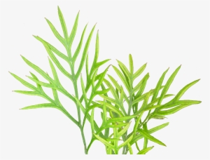 Free Icons Png - Plants #2153476
