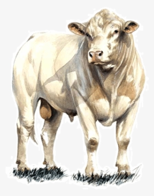 Charolais Cattle Png #2154577