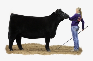 Show Cattle #2154691