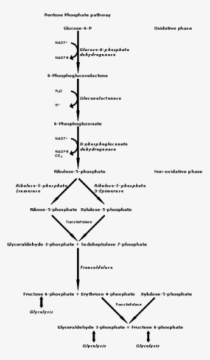 Pentose Phosphate Pathway - Voie Des Pentoses Phosphates #2155205